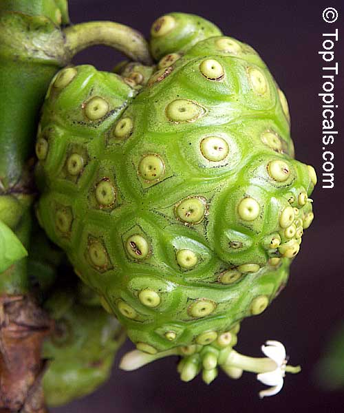 Morinda citrifolia - Noni