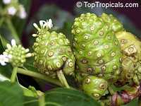 Morinda citrifolia - Noni