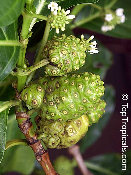 Morinda citrifolia - Noni
