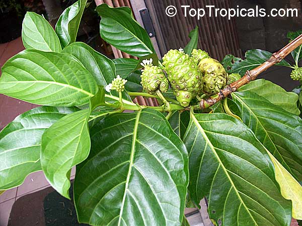 Morinda citrifolia - Noni