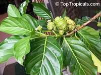 Morinda citrifolia - Noni