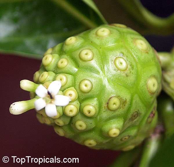 Morinda citrifolia - Noni