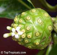 Morinda citrifolia - Noni