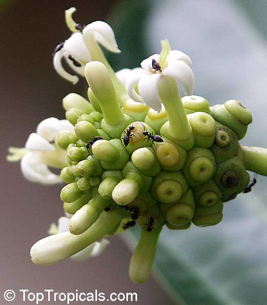 Morinda citrifolia - Noni