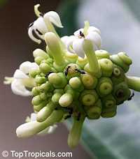 Morinda citrifolia - Noni