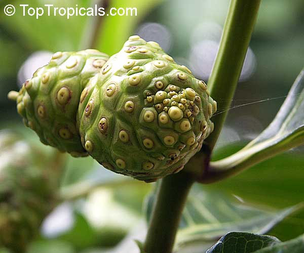 Morinda citrifolia - Noni