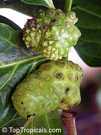 Morinda citrifolia - Noni