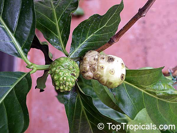 Morinda citrifolia - Noni