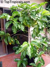 Morinda citrifolia - Noni