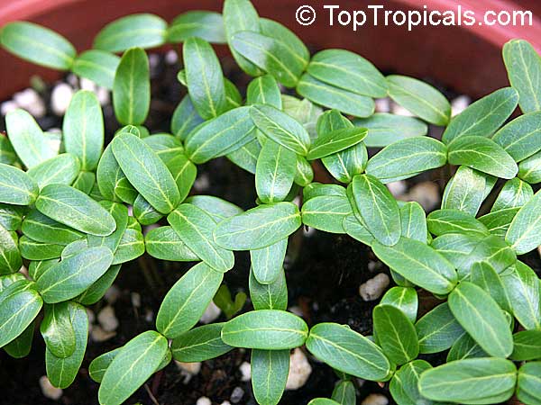 Morinda citrifolia - Noni