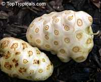 Morinda citrifolia - Noni