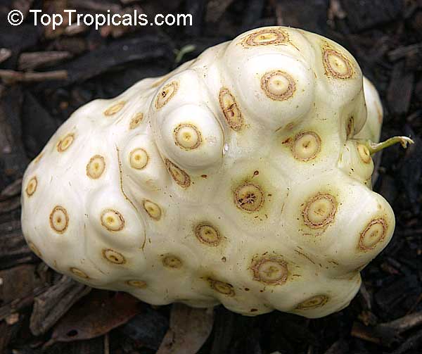 Morinda citrifolia - Noni