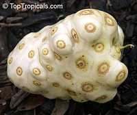 Morinda citrifolia - Noni