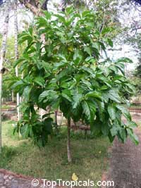 Morinda citrifolia - Noni