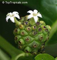 Morinda citrifolia - Noni