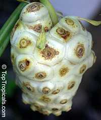 Morinda citrifolia - Noni