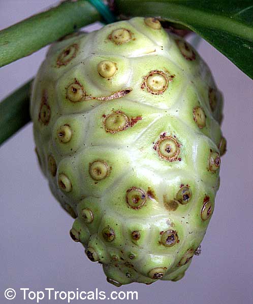 Morinda citrifolia - Noni
