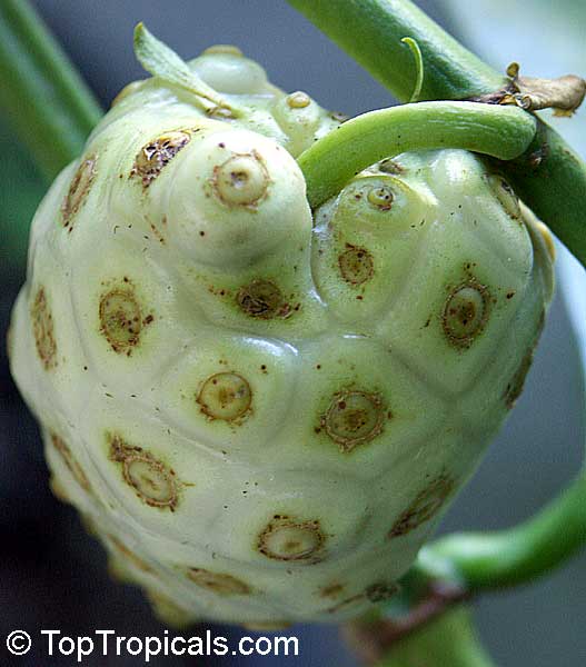 Morinda citrifolia - Noni