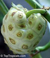 Morinda citrifolia - Noni