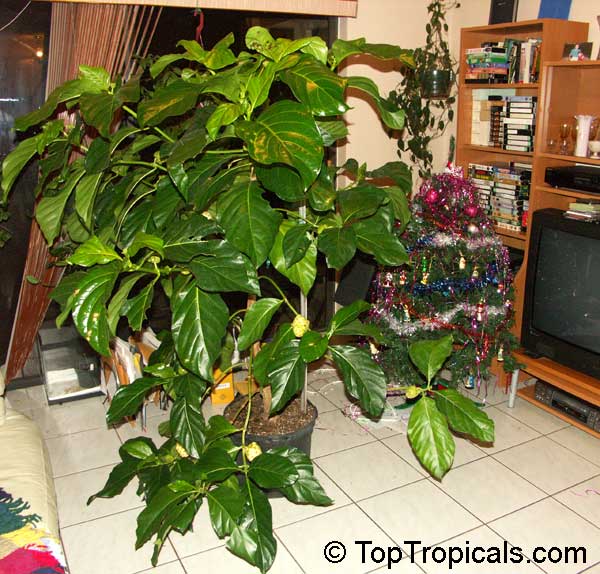 Morinda citrifolia - Noni