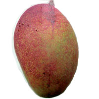 Springfels Mango