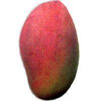 Valencia Pride Mango