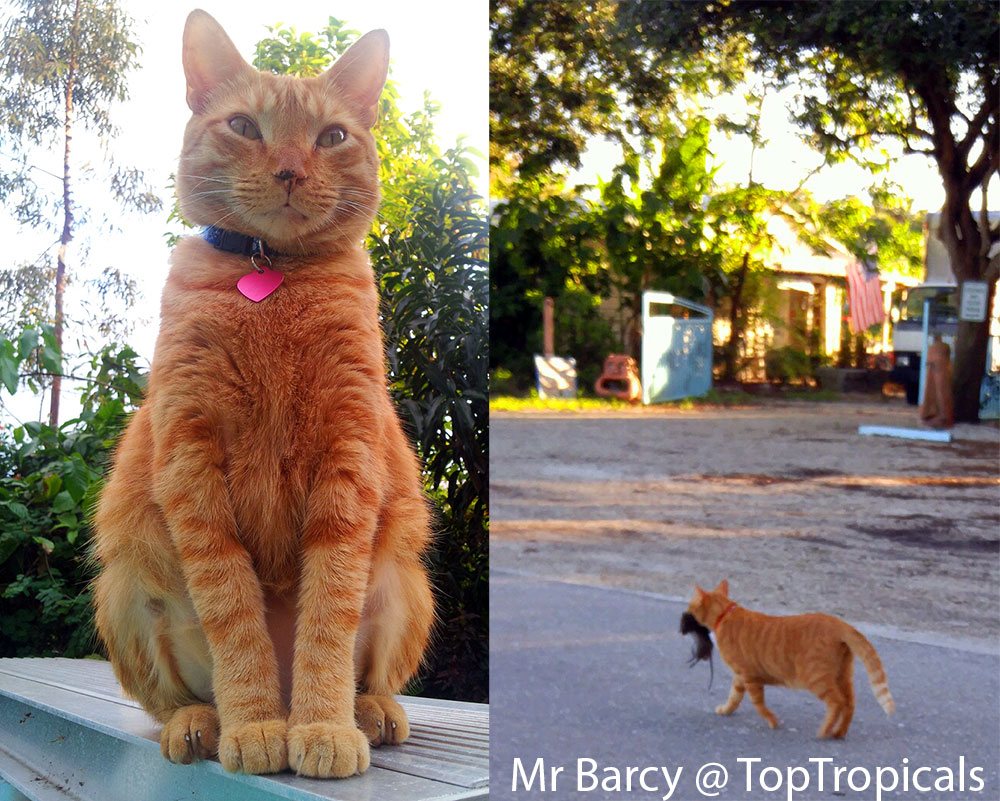 PeopleCats of TopTropicals