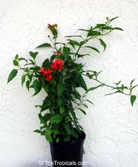 Senecio confusus