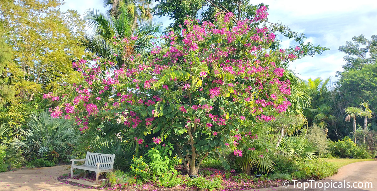 Bauhinia blakeana - Hong Kong Orchid in landscape Bauhinia blakeana - Hong Kong Orchid in landscape