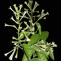 Cestrum nocturnum, Night Blooming Jasmine