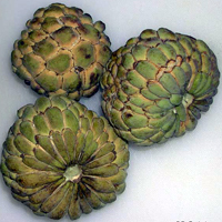 Annona squamosa, Sugar Apple