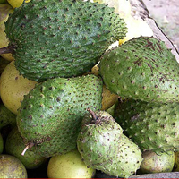 Annona muricata, Soursop
