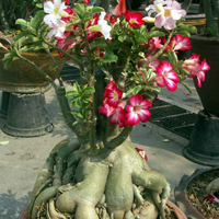 Adenium sp., Desert rose