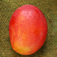 Mangifera indica, Mango