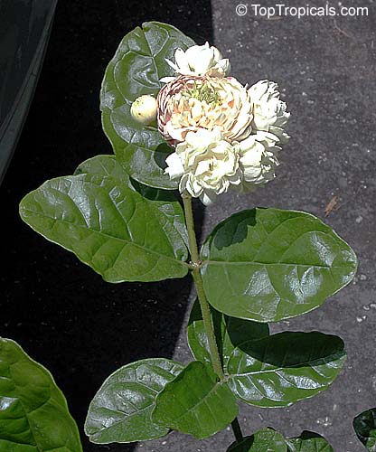 Jasminum Sambac, Jasmine flower