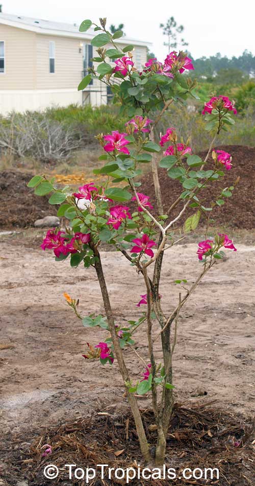 bauhinia blakeana - Hong Kong Orchid Tree