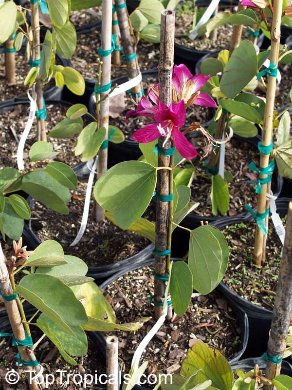 bauhinia blakeana - Hong Kong Orchid Tree