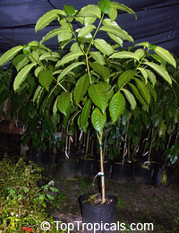 Stemmadenia galeottiana
