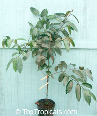 Chrysophyllum cainito