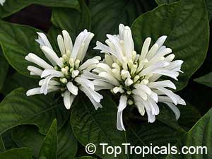 Justicia carnea Alba 