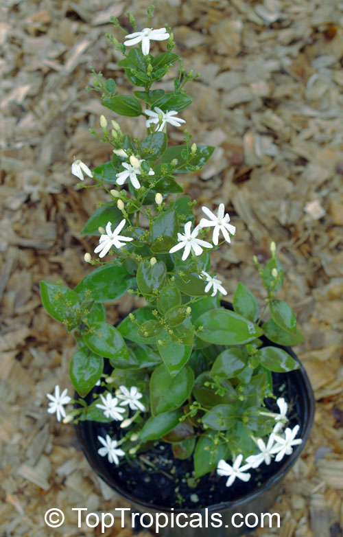 Jasminum molle
