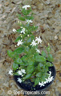Punica granatum