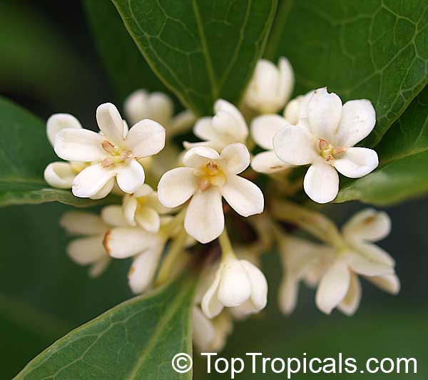 Osmanthus fragrans - Sweet Olive