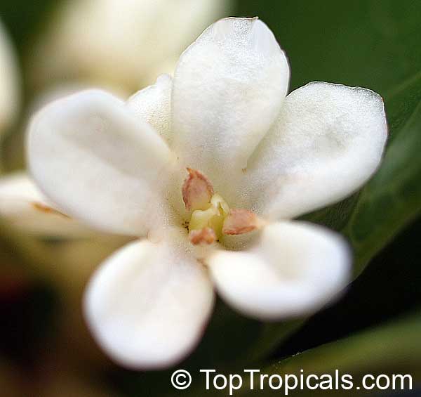 Osmanthus fragrans - Sweet Olive