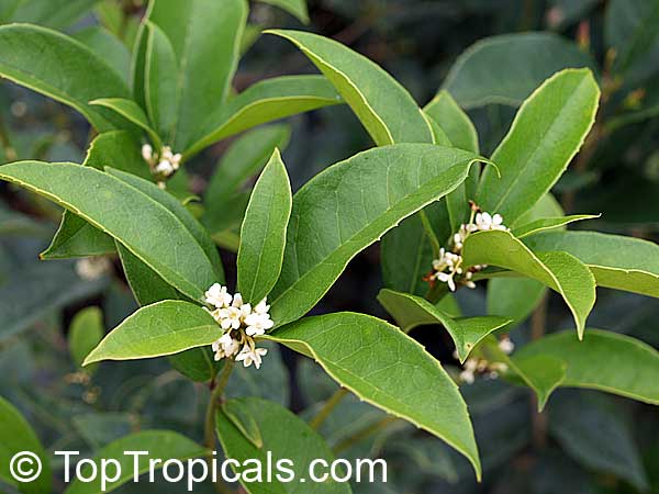 Osmanthus fragrans - Sweet Olive