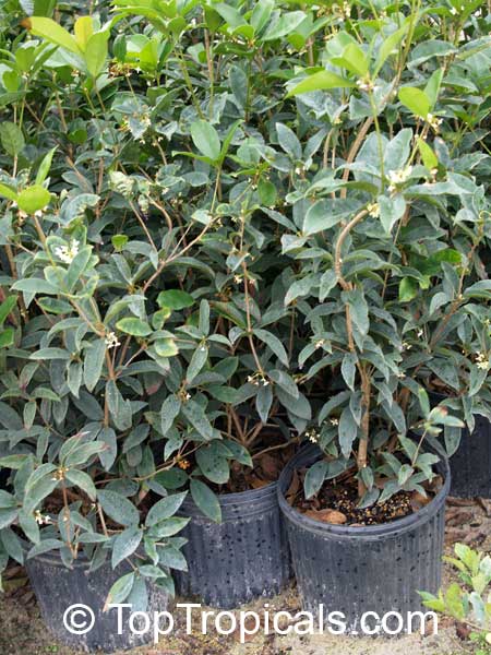 Osmanthus fragrans - Sweet Olive