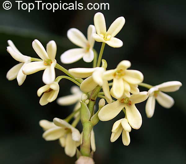 Osmanthus fragrans - Sweet Olive