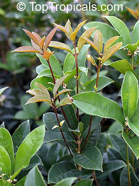 Osmanthus fragrans - Sweet Olive