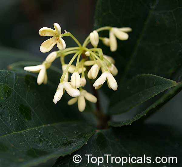 Osmanthus fragrans - Sweet Olive