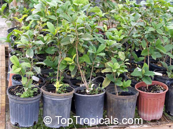 Osmanthus fragrans - Sweet Olive